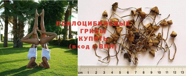 ешки Богданович